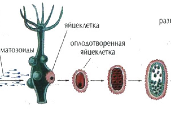 Блэкспрут онион правильная ссылка