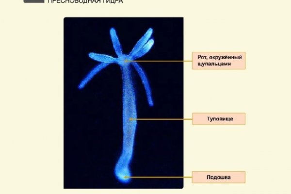 Блэкспрут ссылка тор bs2webes net